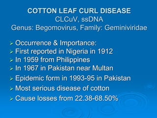 COTTON LEAF CURL DISEASE
CLCuV, ssDNA
Genus: Begomovirus, Family: Geminiviridae
➢ Occurrence & Importance:
➢ First reported in Nigeria in 1912
➢ In 1959 from Philippines
➢ In 1967 in Pakistan near Multan
➢ Epidemic form in 1993-95 in Pakistan
➢ Most serious disease of cotton
➢ Cause losses from 22.38-68.50%
 