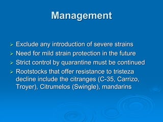 Management
➢ Exclude any introduction of severe strains
➢ Need for mild strain protection in the future
➢ Strict control by quarantine must be continued
➢ Rootstocks that offer resistance to tristeza
decline include the citranges (C-35, Carrizo,
Troyer), Citrumelos (Swingle), mandarins
 