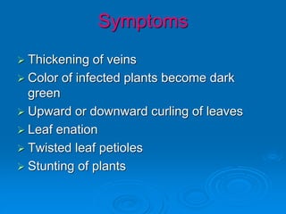 Symptoms
➢ Thickening of veins
➢ Color of infected plants become dark
green
➢ Upward or downward curling of leaves
➢ Leaf enation
➢ Twisted leaf petioles
➢ Stunting of plants
 