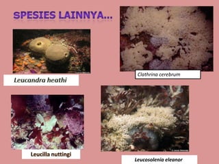 Clathrina cerebrum




Leucosolenia eleanor
 