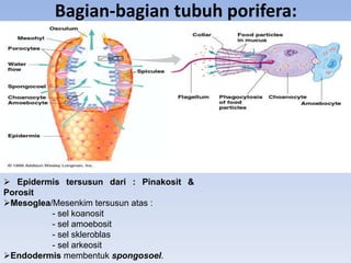 Bagian-bagian tubuh porifera:




 Epidermis tersusun dari : Pinakosit &
Porosit
Mesoglea/Mesenkim tersusun atas :
          - sel koanosit
          - sel amoebosit
          - sel skleroblas
          - sel arkeosit
Endodermis membentuk spongosoel.
 