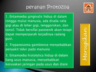 1. Entamoeba gingivalis hidup di dalam
rongga mulut manusia, ada disela-sela
gigi atau di leher gigi, tenggorokan, dan
tonsil. Tidak bersifat patotenik akan tetapi




                                               Merugikan
dapat memperparah terjadinya radang
gusi.
2. Trypanosoma gambiense menyebabkan
penyakit tidur pada manusia
3. Entamoeba histolytica hidup di dalam
liang usus manusia, menyebabkan
kerusakan jaringan pada usus dan diare
 