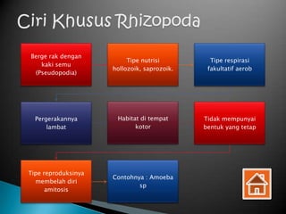 Berge rak dengan
                          Tipe nutrisi         Tipe respirasi
   kaki semu
                     hollozoik, saprozoik.    fakultatif aerob
 (Pseudopodia)




  Pergerakannya       Habitat di tempat      Tidak mempunyai
      lambat                kotor            bentuk yang tetap




Tipe reproduksinya
                     Contohnya : Amoeba
  membelah diri
                             sp
      amitosis
 