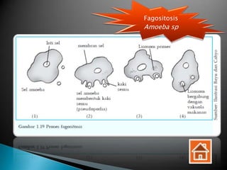 Fagositosis
Amoeba sp
 