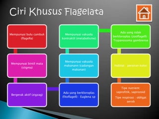 Ada yang tidak
Mempunyai bulu cambuk        Mempunyai vakuola
                                                        berkloroplas (zooflagell) :
      (flagella)           kontraktil (metabolisme)
                                                        Trypanosoma gambiense




                            Mempunyai vakuola
Mempunyai bintil mata
                            makanann (cadangan           Habitat : perairan kotor
     (stigma)
                                makanan)




                                                             Tipe nutrient:
                            Ada yang berkloroplas         saprofitik, saprozoid
 Bergerak aktif (zigzag)
                           (fitoflagell) : Euglena sp    Tipe respirasi : obligat
                                                                 aerob
 