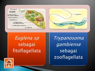 Euglena sp       Trypanosoma
   sebagai        gambiense
fitoflagellata     sebagai
                 zooflagellata
 