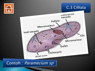 C.3 Cilliata




Contoh : Paramecium sp
 