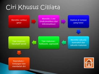 Memiliki 2 inti
Memiliki rambut                           Habitat di tempat
                   (makronukleus dan
    getar                                    yang kotor
                     mikronukleus)




                                          Memiliki vakuola
 Tipe respirasi:     Tipe makanan :
                                            kontraktil dan
fakultatif aerob   hollozoik, saprozoik
                                          vakuola makanan




 Reproduksi :
konjugasi dan
membelah diri
 