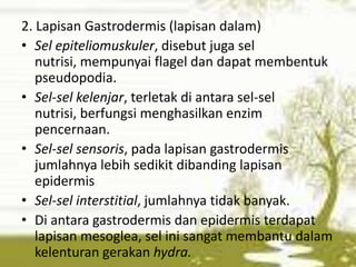 2. Lapisan Gastrodermis (lapisan dalam)
• Sel epiteliomuskuler, disebut juga sel
   nutrisi, mempunyai flagel dan dapat membentuk
   pseudopodia.
• Sel-sel kelenjar, terletak di antara sel-sel
   nutrisi, berfungsi menghasilkan enzim
   pencernaan.
• Sel-sel sensoris, pada lapisan gastrodermis
   jumlahnya lebih sedikit dibanding lapisan
   epidermis
• Sel-sel interstitial, jumlahnya tidak banyak.
• Di antara gastrodermis dan epidermis terdapat
   lapisan mesoglea, sel ini sangat membantu dalam
   kelenturan gerakan hydra.
 