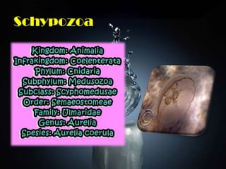 Schypozoa
 