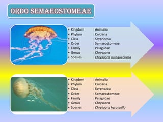 Ordo Semaeostomeae

            •   Kingdom   : Animalia
            •   Phylum    : Cnidaria
            •   Class     : Scyphozoa
            •   Order     : Semaeostomeae
            •   Family    : Pelagiidae
            •   Genus     : Chrysaora
            •   Spesies   : Chrysaora quinquecirrha




            •   Kingdom   : Animalia
            •   Phylum    : Cnidaria
            •   Class     : Scyphozoa
            •   Order     : Semaeostomeae
            •   Family    : Pelagiidae
            •   Genus     : Chrysaora
            •   Spesies   : Chrysaora hysoscella
 