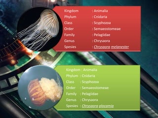 Kingdom         : Animalia
Phylum          : Cnidaria
Class           : Scyphozoa
Order           : Semaeostomeae
Family          : Pelagiidae
Genus           : Chrysaora
Spesies         : Chrysaora melanester




 Kingdom : Animalia
 Phylum : Cnidaria
 Class    : Scyphozoa
 Order    : Semaeostomeae
 Family : Pelagiidae
 Genus : Chrysaora
 Spesies : Chrysaora plocamia
 