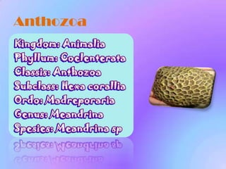 Anthozoa
 
