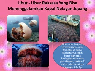 Ubur - Ubur Raksasa Yang Bisa
Menenggelamkan Kapal Nelayan Jepang




                         Ubur-ubur Nomura
                        termasuk ubur-ubur
                         terbesar di dunia.
                         Diameternya lebih
                           besar daripada
                        ketinggian rata-rata
                       pria dewasa, sekitar 2
                        meter, dan beratnya
                          mencapai 220 kg
 