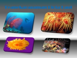 Keanekaragaman Biota Laut
 