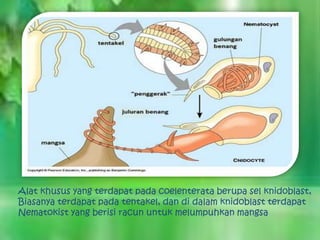 Alat khusus yang terdapat pada coelenterata berupa sel knidoblast,
Biasanya terdapat pada tentakel, dan di dalam knidoblast terdapat
Nematokist yang berisi racun untuk melumpuhkan mangsa
 