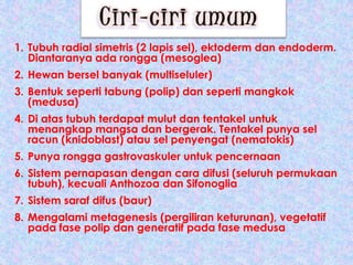 1. Tubuh radial simetris (2 lapis sel), ektoderm dan endoderm.
   Diantaranya ada rongga (mesoglea)
2. Hewan bersel banyak (multiseluler)
3. Bentuk seperti tabung (polip) dan seperti mangkok
   (medusa)
4. Di atas tubuh terdapat mulut dan tentakel untuk
   menangkap mangsa dan bergerak. Tentakel punya sel
   racun (knidoblast) atau sel penyengat (nematokis)
5. Punya rongga gastrovaskuler untuk pencernaan
6. Sistem pernapasan dengan cara difusi (seluruh permukaan
   tubuh), kecuali Anthozoa dan Sifonoglia
7. Sistem saraf difus (baur)
8. Mengalami metagenesis (pergiliran keturunan), vegetatif
   pada fase polip dan generatif pada fase medusa
 