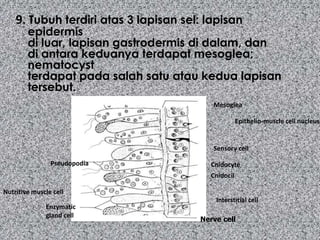 9. Tubuh terdiri atas 3 lapisan sel: lapisan
        epidermis
        di luar, lapisan gastrodermis di dalam, dan
        di antara keduanya terdapat mesoglea;
        nematocyst
        terdapat pada salah satu atau kedua lapisan
        tersebut.
                                          Mesoglea

                                                     Epithelio-muscle cell nucleus


                                          Sensory cell

                Pseudopodia               Cnidocyte
                                          Cnidocil

Nutritive muscle cell
                                           Interstitial cell
              Enzymatic
              gland cell
                                       Nerve cell
 