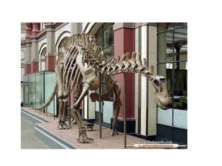 Fósiles de los dinosaurios