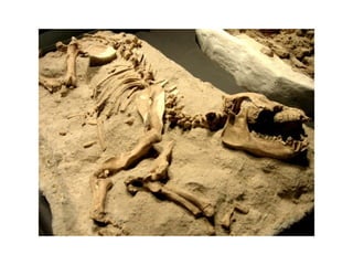 Fósiles de los dinosaurios