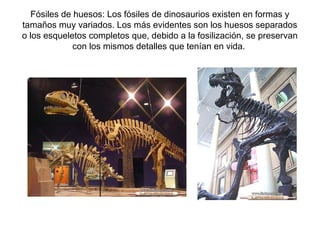 Fósiles de huesos: Los fósiles de dinosaurios existen en formas y
tamaños muy variados. Los más evidentes son los huesos separados
o los esqueletos completos que, debido a la fosilización, se preservan
              con los mismos detalles que tenían en vida.
 