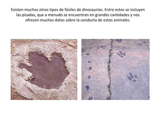 Existen muchos otros tipos de fósiles de dinosaurios. Entre estos se incluyen
   las pisadas, que a menudo se encuentran en grandes cantidades y nos
         ofrecen muchos datos sobre la conducta de estos animales.
 