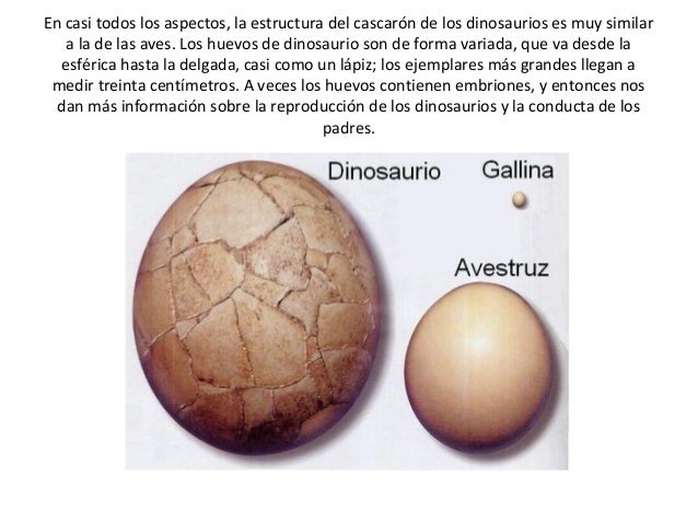 Cuanto Pesa Un Huevo De Dinosaurio
