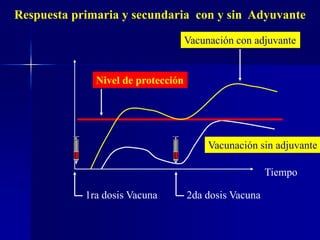 Respuesta
Tiempo
1ra dosis Vacuna 2da dosis Vacuna
Nivel de protección
Vacunación con adjuvante
Respuesta primaria y secundaria con y sin Adyuvante
Vacunación sin adjuvante
 