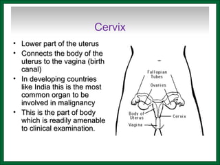 Cervix
• Lower part of the uterusLower part of the uterus
• Connects the body of theConnects the body of the
uterus to the vagina (birthuterus to the vagina (birth
canal)canal)
• In developing countriesIn developing countries
like India this is the mostlike India this is the most
common organ to becommon organ to be
involved in malignancyinvolved in malignancy
• This is the part of bodyThis is the part of body
which is readily amenablewhich is readily amenable
to clinical examination.to clinical examination.
 