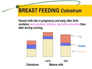 BREAST FEEDING  Colostrum ,[object Object],Colostrum Mature milk early late Fat Protein lactose   