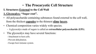 • The Procaryotic Cell Structure
I. Structures External to the Cell Wall
1. Glycocalyx: “Sugar coat”.
• All polysaccharide containing substances found external to the cell wall,
from the thickest capsules to the thinnest slime layers.
• Chemical composition varies widely with species.
- A glycocalyx made of sugars is called an extracellular polysaccharide (EPS).
• The glycocalyx may have several functions:
- Attachment to host cells.
- Prevent dehydration.
- Escape host immune system.
 