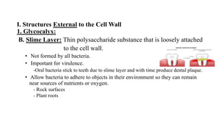 I. Structures External to the Cell Wall
1. Glycocalyx:
B. Slime Layer: Thin polysaccharide substance that is loosely attached
to the cell wall.
• Not formed by all bacteria.
• Important for virulence.
-Oral bacteria stick to teeth due to slime layer and with time produce dental plaque.
• Allow bacteria to adhere to objects in their environment so they can remain
near sources of nutrients or oxygen.
- Rock surfaces
- Plant roots
 