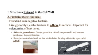 I. Structures External to the Cell Wall
3. Fimbriae (Sing: fimbria):
• Found in Gram-negative bacteria.
• Like glycocalyx, enable bacteria to adhere to surfaces. Important for
colonization of host tissue.
• Neisseria gonorrhoeae: Causes gonorrhea. Attach to sperm cells and mucous
membranes through fimbriae.
• Bacteria can attach to broth surface via fimbriae, forming a film-like layer called
pellicle.
 