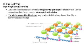II. The Cell Wall
Peptidoglycan (Murein):
• Adjacent disaccharide rows are linked together by polypeptide chains which vary in
composition, but always contain tetrapeptide side chains.
• Parallel tetrapeptide side chains may be directly linked together or linked by a
polypeptide cross-bridge.
 