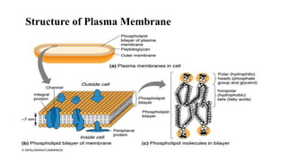 Structure of Plasma Membrane
 