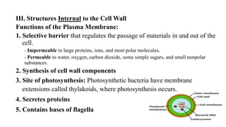 III. Structures Internal to the Cell Wall
Functions of the Plasma Membrane:
1. Selective barrier that regulates the passage of materials in and out of the
cell.
- Impermeable to large proteins, ions, and most polar molecules.
- Permeable to water, oxygen, carbon dioxide, some simple sugars, and small nonpolar
substances.
2. Synthesis of cell wall components
3. Site of photosynthesis: Photosynthetic bacteria have membrane
extensions called thylakoids, where photosynthesis occurs.
4. Secretes proteins
5. Contains bases of flagella
 