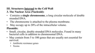 III. Structures Internal to the Cell Wall
3. The Nuclear Area (Nucleoid):
• Contains a single chromosome, a long circular molecule of double
stranded DNA.
• The chromosome is attached to the plasma membrane.
• May occupy up to 20% of the intracellular volume.
Plasmids:
• Small, circular, double stranded DNA molecules. Found in many
bacterial cells in addition to chromosomal DNA.
• May contain from 5 to 100 genes that are usually not essential for
survival.
• Antibiotic resistance genes
• Toxins
 