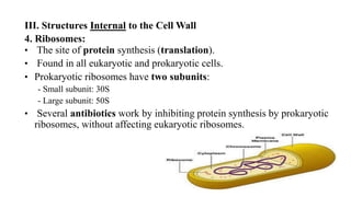 III. Structures Internal to the Cell Wall
4. Ribosomes:
• The site of protein synthesis (translation).
• Found in all eukaryotic and prokaryotic cells.
• Prokaryotic ribosomes have two subunits:
- Small subunit: 30S
- Large subunit: 50S
• Several antibiotics work by inhibiting protein synthesis by prokaryotic
ribosomes, without affecting eukaryotic ribosomes.
 
