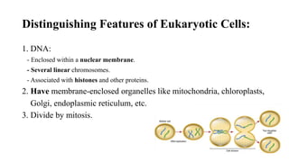 Distinguishing Features of Eukaryotic Cells:
1. DNA:
- Enclosed within a nuclear membrane.
- Several linear chromosomes.
- Associated with histones and other proteins.
2. Have membrane-enclosed organelles like mitochondria, chloroplasts,
Golgi, endoplasmic reticulum, etc.
3. Divide by mitosis.
 