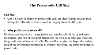 The Procaryotic Cell Size
Cell Size:
• At 0.1-5.0 µm in diameter, prokaryotic cells are significantly smaller than
eukaryotic cells, which have diameters ranging from 10–100 µm.
• Why prokaryotes are small?
Nutrients and wastes are transported in and out the cell via the cytoplasmic
membrane. The rate of transport determines the metabolic rates and therefore
the growth rates of microbial cells. The smaller the size, the larger the surface
area of the cytoplasmic membrane to volume; therefore, the faster the potential
growth rate.
 