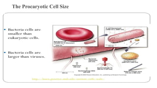 The Procaryotic Cell Size
 