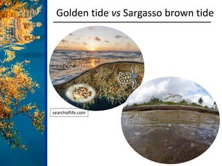 Golden tide vs Sargasso brown tide
searchoflife.com
 