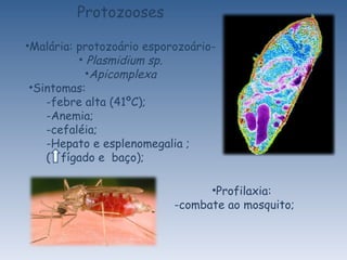 Protozooses Malária: protozoário esporozoário- Plasmidium sp. Apicomplexa Sintomas:  -febre alta (41ºC);  Anemia; cefaléia; Hepato e esplenomegalia ; (  fígado e  baço); Profilaxia: -combate ao mosquito; 