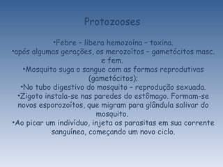 Febre – libera hemozoína – toxina. após algumas gerações, os merozoítos – gametócitos masc. e fem.  Mosquito suga o sangue com as formas reprodutivas (gametócitos); No tubo digestivo do mosquito – reprodução sexuada. Zigoto instala-se nas paredes do estômago. Formam-se novos esporozoítos, que migram para glândula salivar do mosquito.  Ao picar um indivíduo, injeta os parasitas em sua corrente sanguínea, começando um novo ciclo. Protozooses 