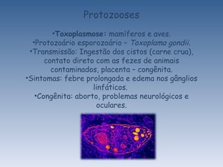 Protozooses Toxoplasmose:  mamíferos e aves. Protozoário esporozoário –  Toxoplama gondii . Transmissão: Ingestão dos cistos (carne crua), contato direto com as fezes de animais contaminados, placenta – congênita. Sintomas: febre prolongada e edema nos gânglios linfáticos.  Congênita: aborto, problemas neurológicos e oculares. 