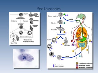 Protozooses 