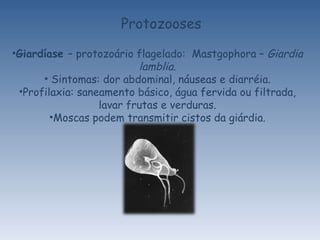 Protozooses Giardíase  – protozoário flagelado:  Mastgophora –  Giardia lamblia . Sintomas: dor abdominal, náuseas e diarréia. Profilaxia: saneamento básico, água fervida ou filtrada, lavar frutas e verduras. Moscas podem transmitir cistos da giárdia. 