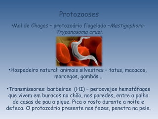 Protozooses Mal de Chagas – protozoário flagelado – Mastigophora - Trypanosoma cruzi. Hospedeiro natural: animais silvestres – tatus, macacos,  morcegos, gambás... Transmissores: barbeiros  (HI) – percevejos hematófagos que vivem em buracos no chão, nas paredes, entre a palha de casas de pau a pique. Pica o rosto durante a noite e defeca. O protozoário presente nas fezes, penetra na pele. 