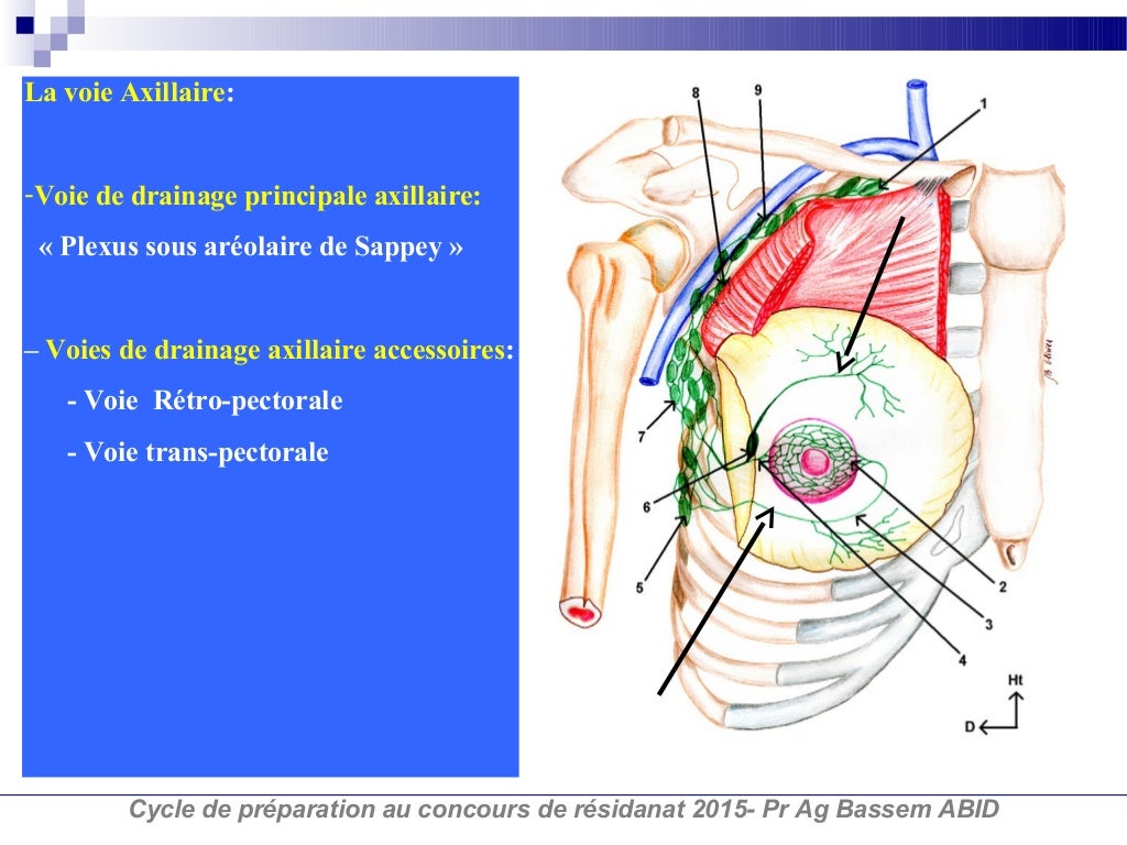 drainage lymphatique de la glande mammaire-résidanat-Pr Ag Bassem ABID
