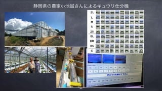 静岡県の農家小池誠さんによるキュウリ仕分機
59
 